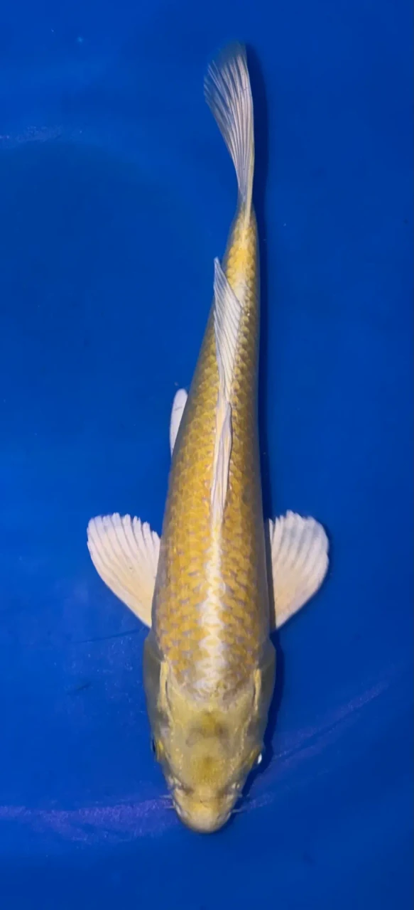 37cm Japanese Imported Yamabuki Ogon - Marusei - A6-59