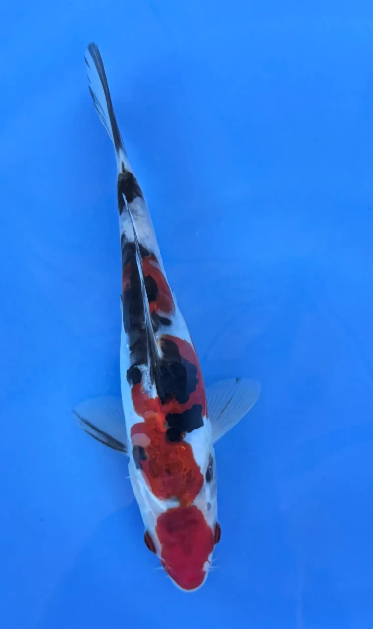 16cm Japanese Imported Doitsu Sanke - QT7-136
