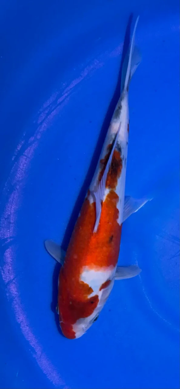 35cm Japanese Imported Sanke - Marusei - A6-54