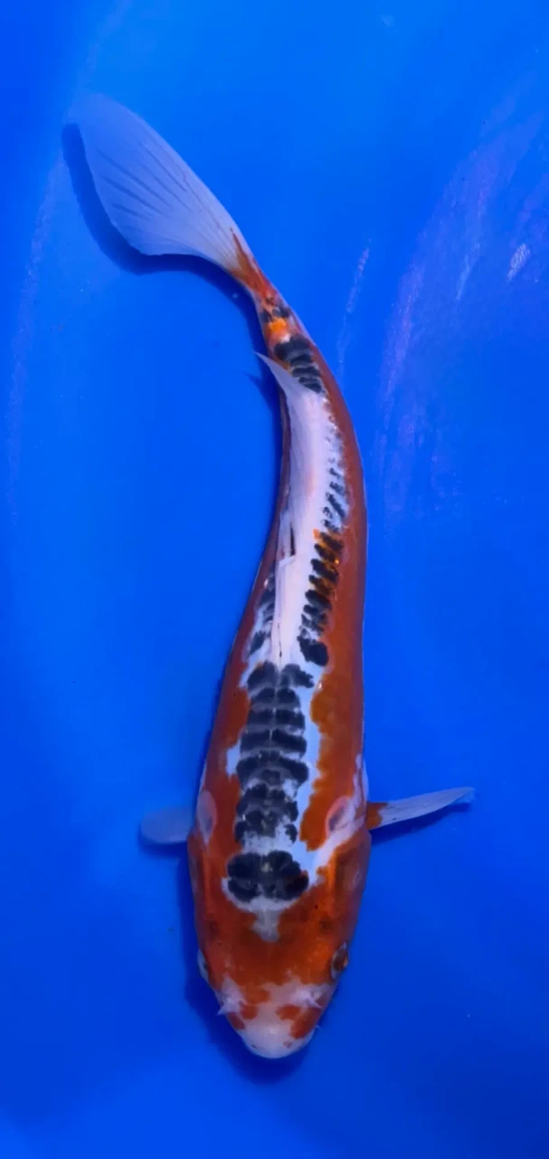 26cm Japanese Imported Shusui - Marusei - A6-52