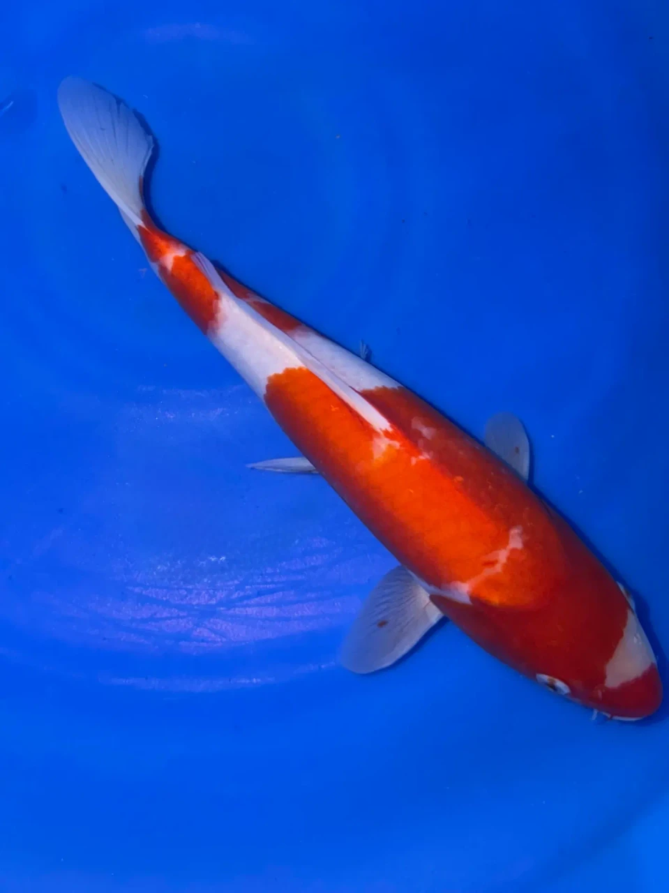 31cm Japanese Imported Kohaku - Marusei - A6-51