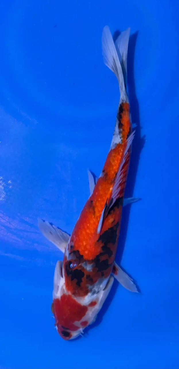 25cm Japanese Imported Showa - Marusei - A6-50