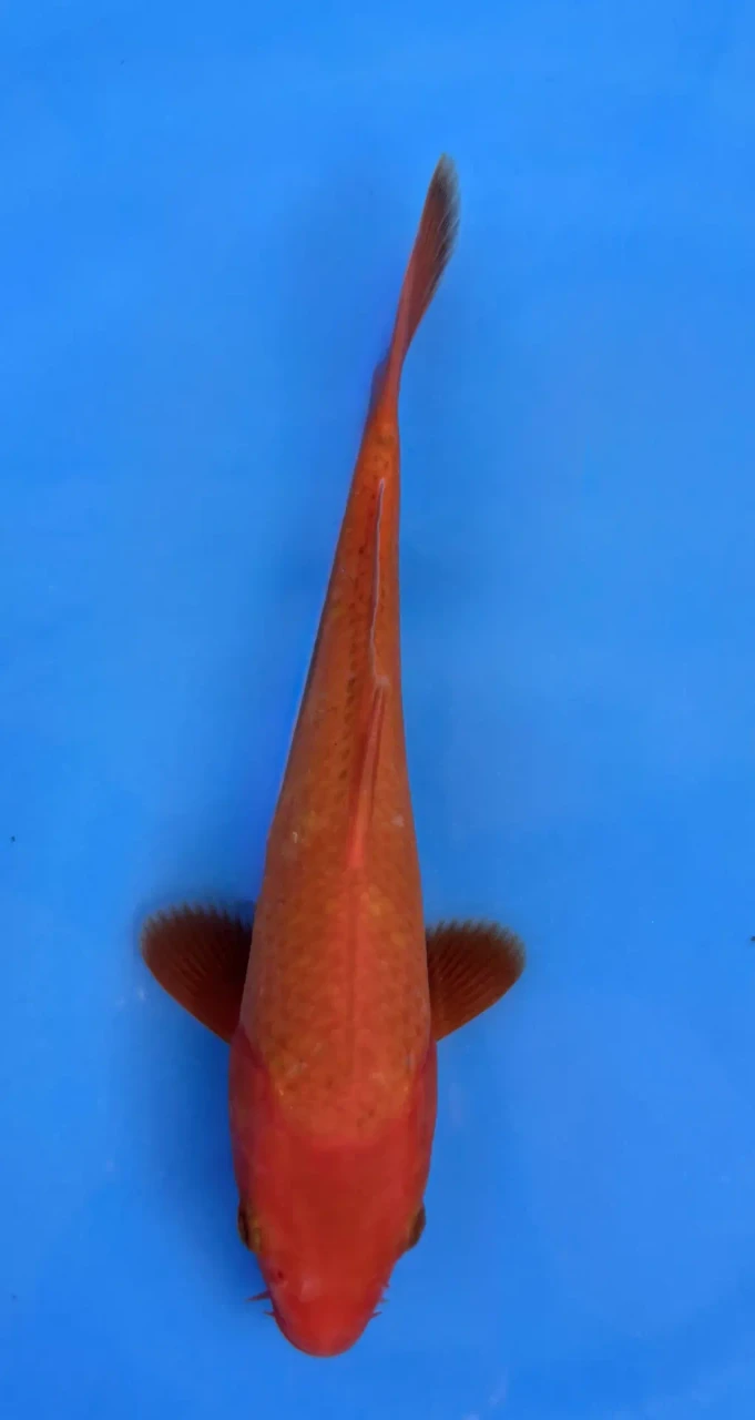 16cm Japanese Imported Benigoi - QT7-128