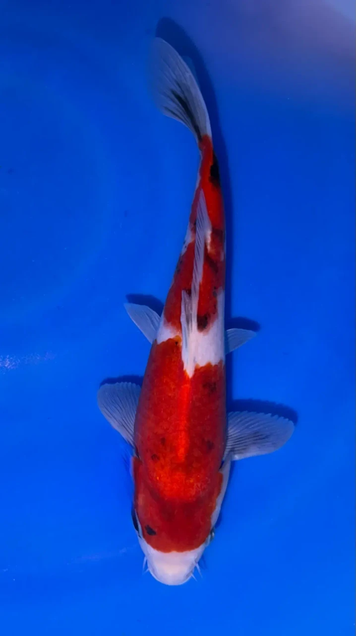 24cm Japanese Imported Sanke - Marusei - A6-47