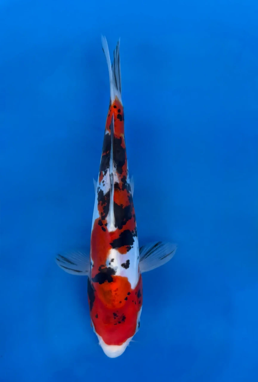 18CM Japanese Imported - Doitsu Sanke - Aokiya - QT7 - 124