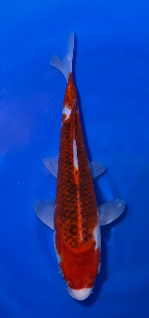 26cm Japanese Imported Ai Goromo - Marusei - A6-43