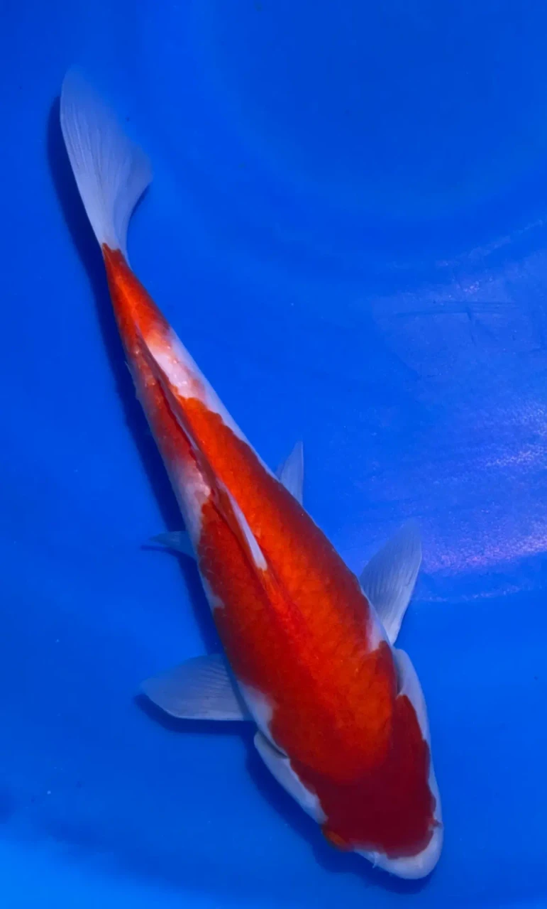 24cm Japanese Imported Kohaku - Marusei - A6-42