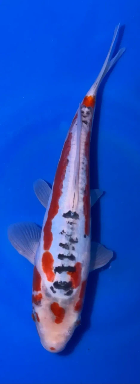 23cm Japanese Imported Shusui - Marusei - A6-41