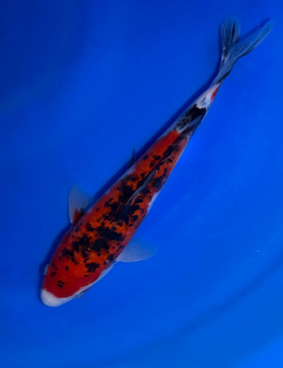 25cm Japanese Imported Showa - Marusei - A6-40