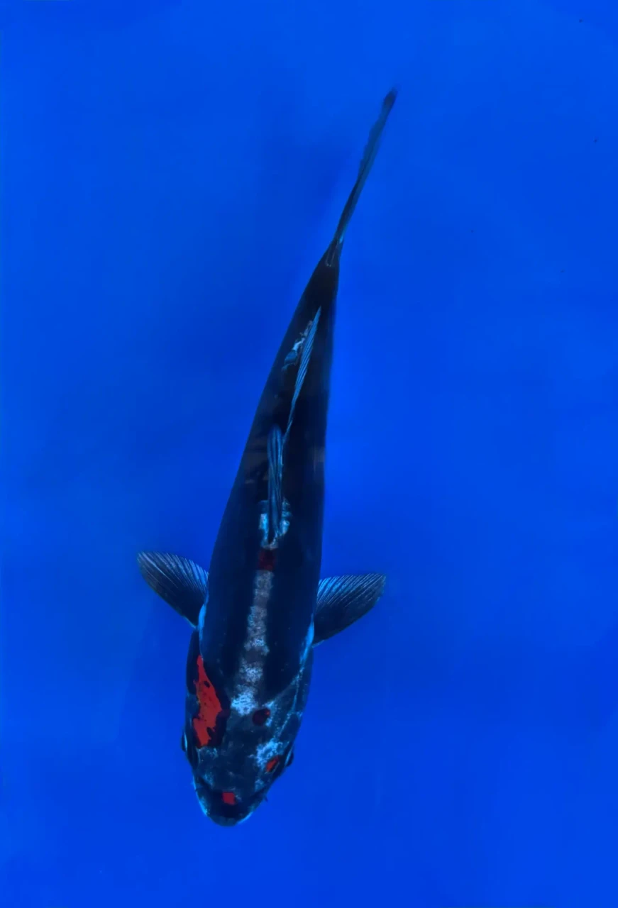 15CM Japanese Imported - Beni Kikokuryu - Aokiya - QT7 - 111