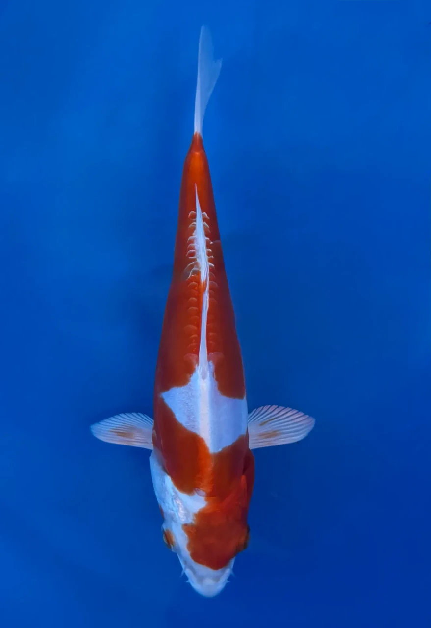 16CM Japanese Imported - Kikusui - Aokiya - QT7 - 109