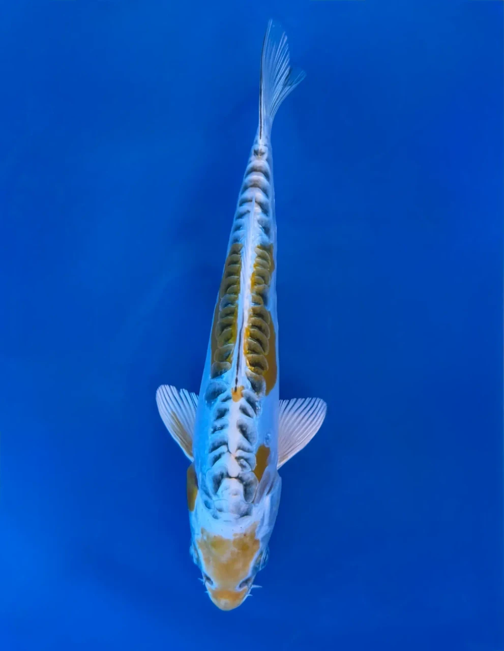 16CM Japanese Imported - Yellow Dragon (Ki Kikokuryu) - Aokiya - QT7 - 108
