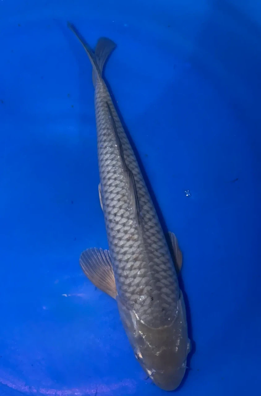 37CM Japanese Imported - Soragoi - Marusei - A6 - 27