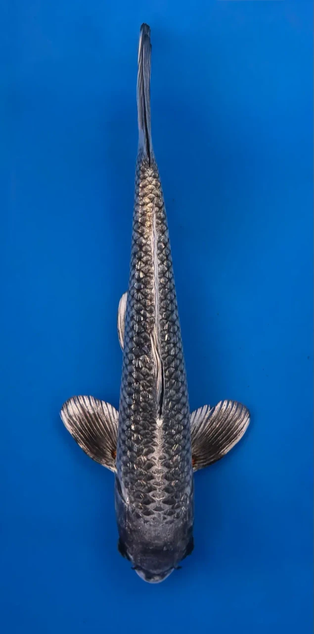 34cm Japanese Imported Ginrin Ginga - QT1-38