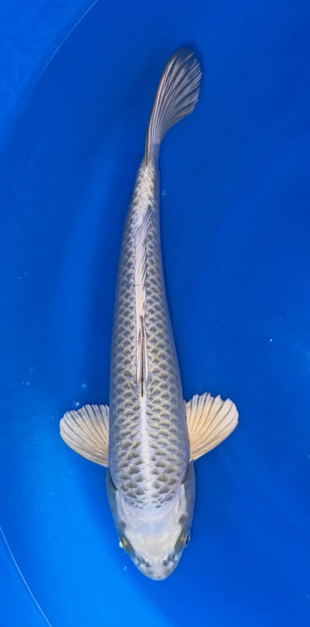 33CM Japanese Imported - Mukashi Ogon - Marusei - QT1 - 17