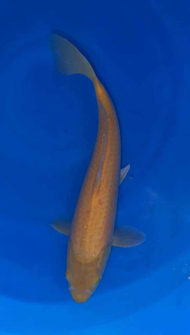 32CM Japanese Imported - Karashigoi - Marusei - QT1 - 15