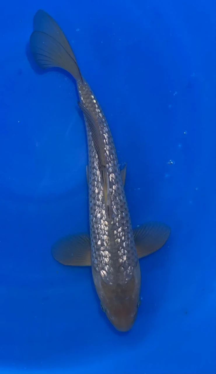 30cm Japanese Imported Ginrin Soragoi - QT1-33