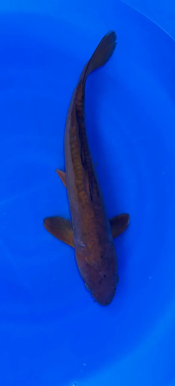 36CM Japanese Imported - Aragoke Chagoi - Marusei - QT1 - 13