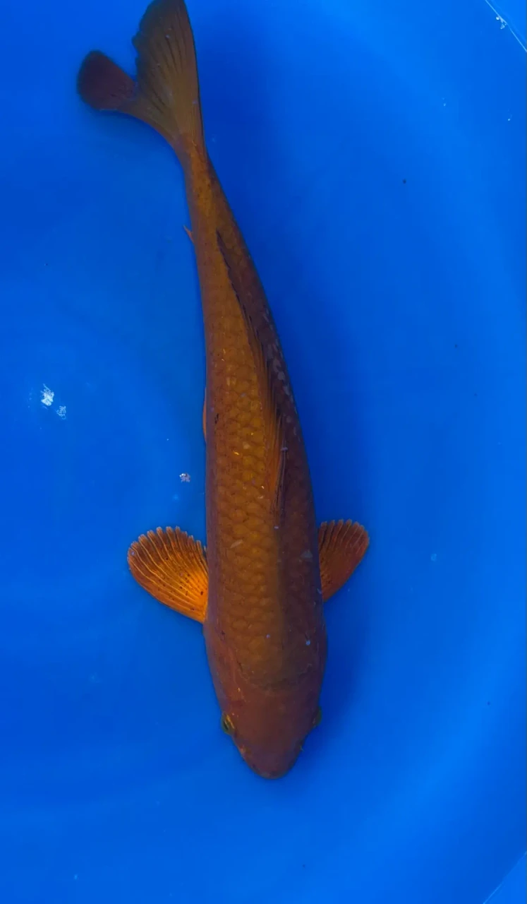 36cm Japanese Imported Chagoi - QT1-32