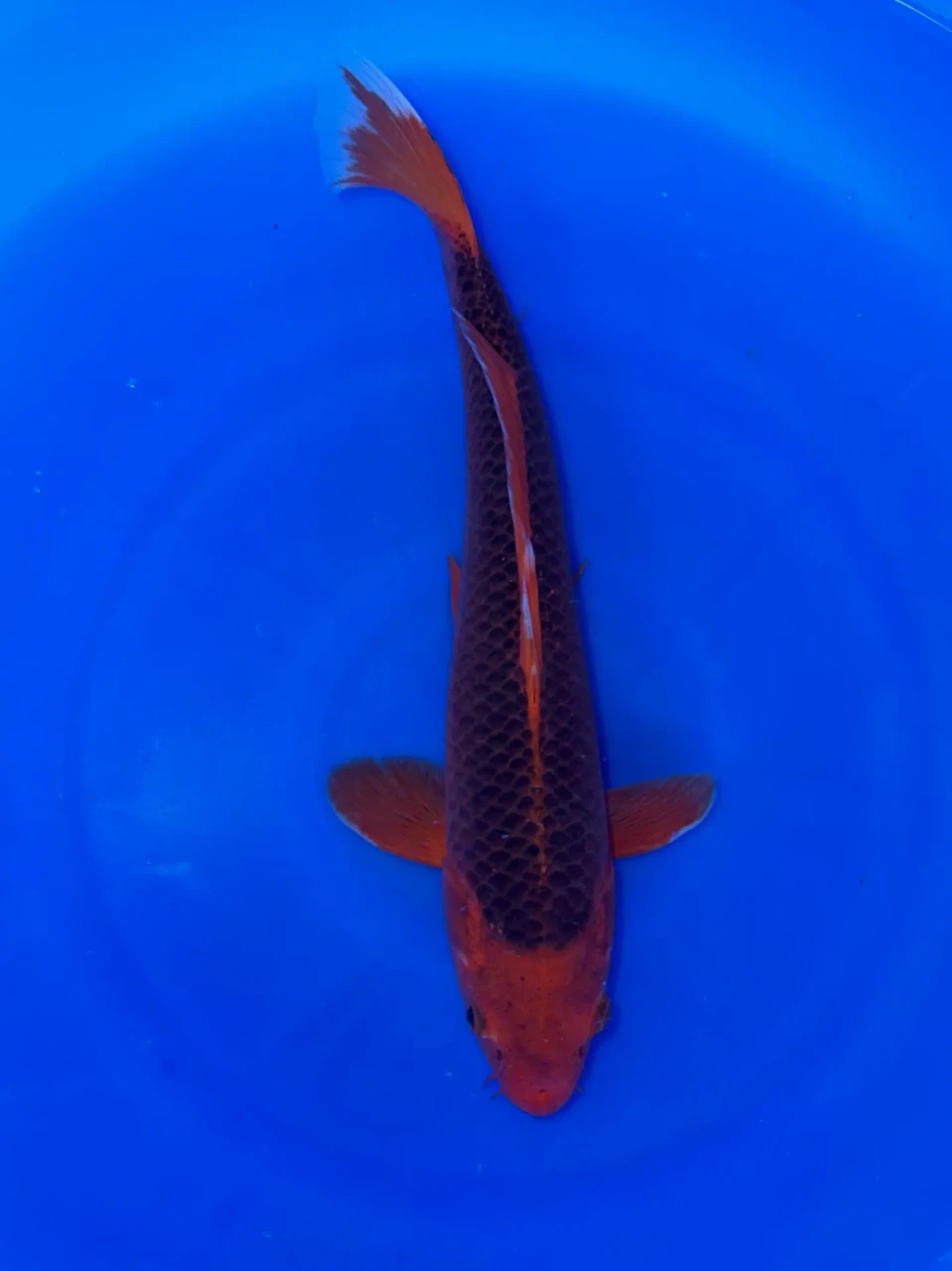 36cm Japanese Imported Aka Matsuba - QT1-31