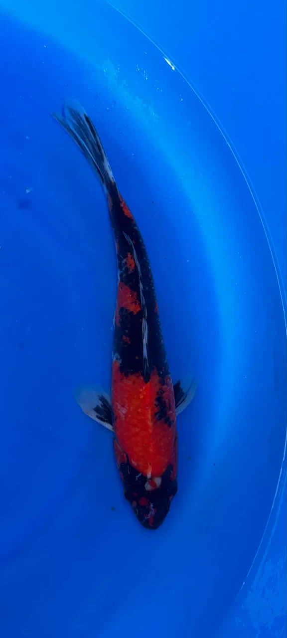 29cm Japanese Imported Showa - QT1-30