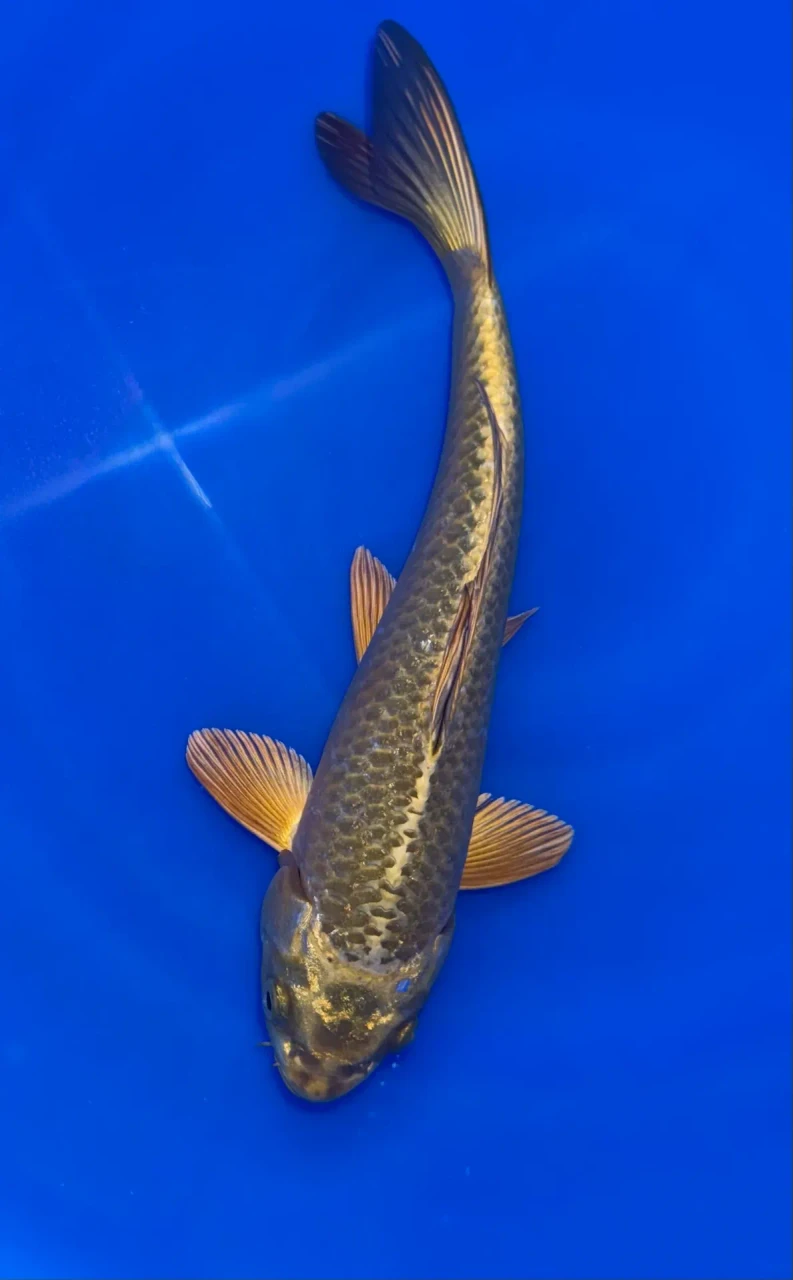 26CM Japanese Imported - Kogane Ochiba - Marusei - QT1 - 11