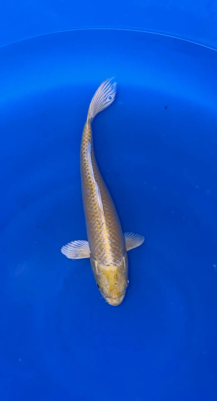 25cm Japanese Imported Yamabuki Ogon - QT1-28