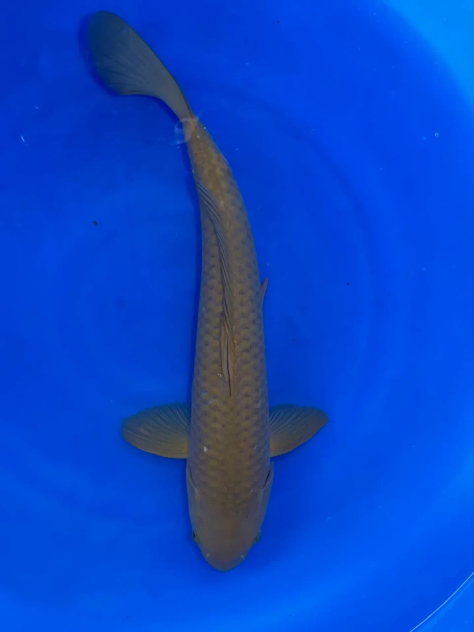 39cm Japanese Imported Chagoi - QT1-26
