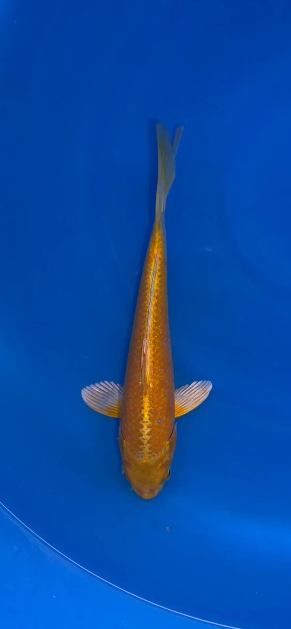 25cm Japanese Imported Yamabuki Ogon - QT1-24
