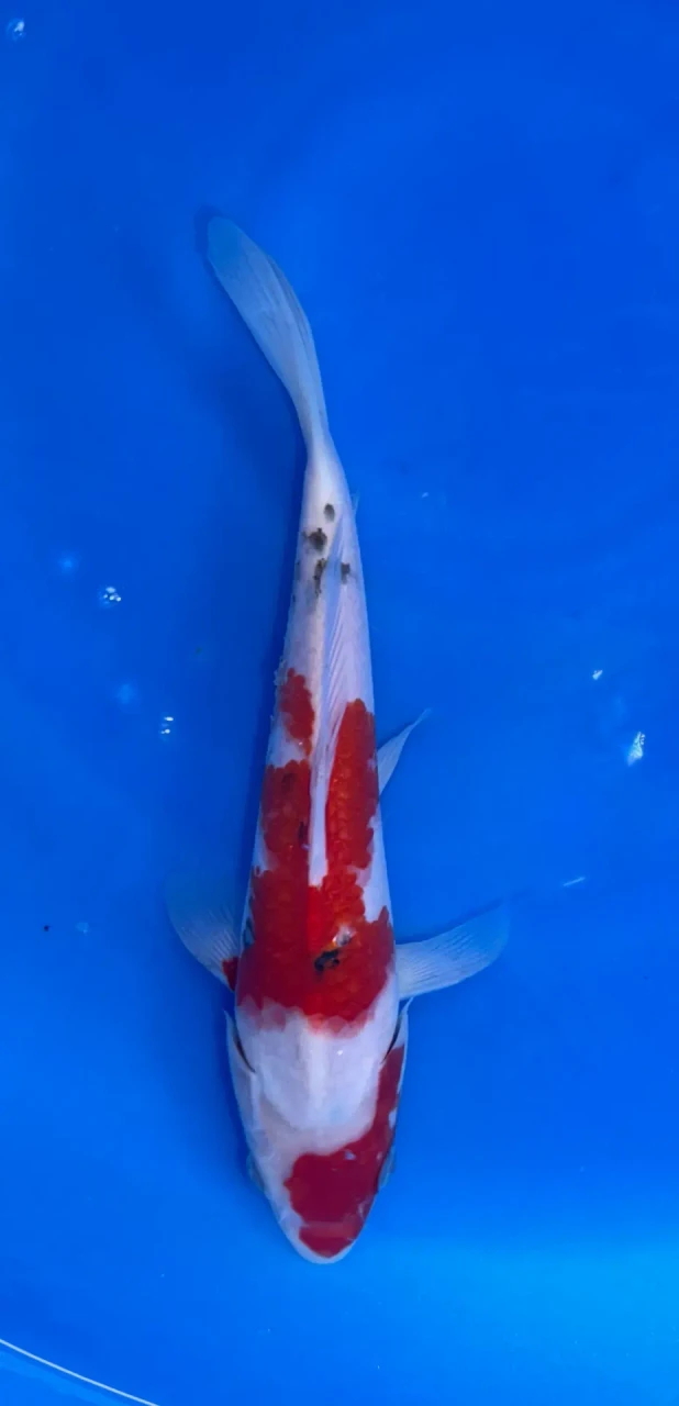 27cm Japanese Imported Sanke - QT1-23