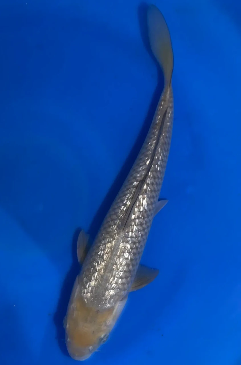 35CM Japanese Imported - Ginrin Soragoi - Marusei - A6 - 18