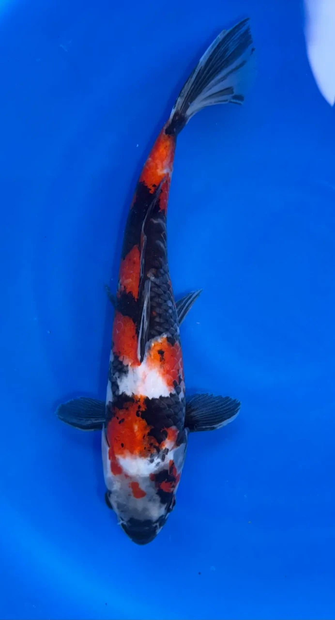 27cm Japanese Imported Sanke - QT1-25