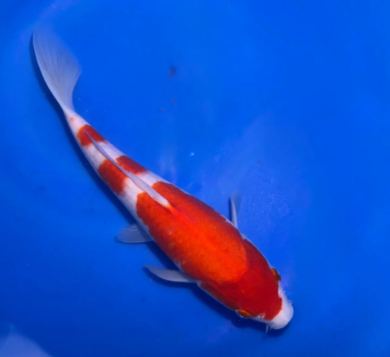 26CM Japanese Imported - Kohaku - Marusei - A6 - 16