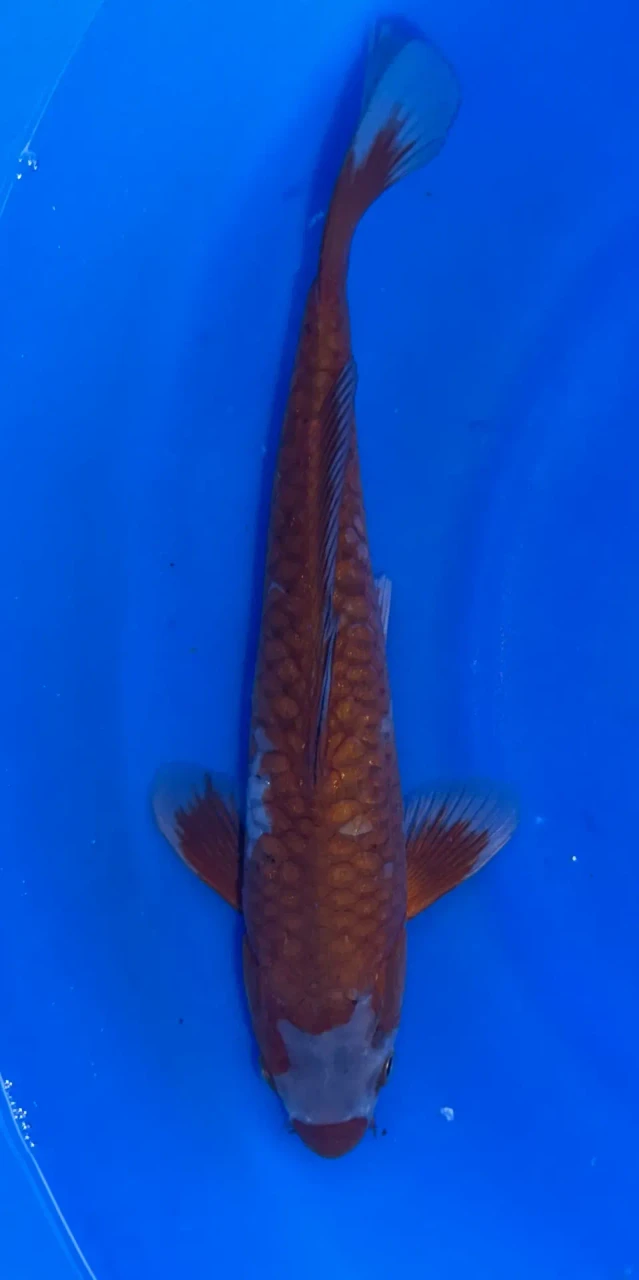 28cm Japanese Imported Ochiba - QT1-21