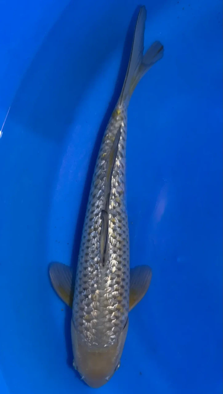 35CM Japanese Imported - Ginrin Soragoi - Marusei - A6 - 15