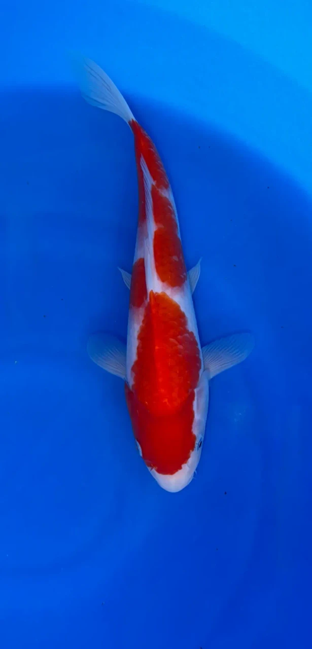 27CM Japanese Imported - Kohaku - Marusei - QT1 - 5