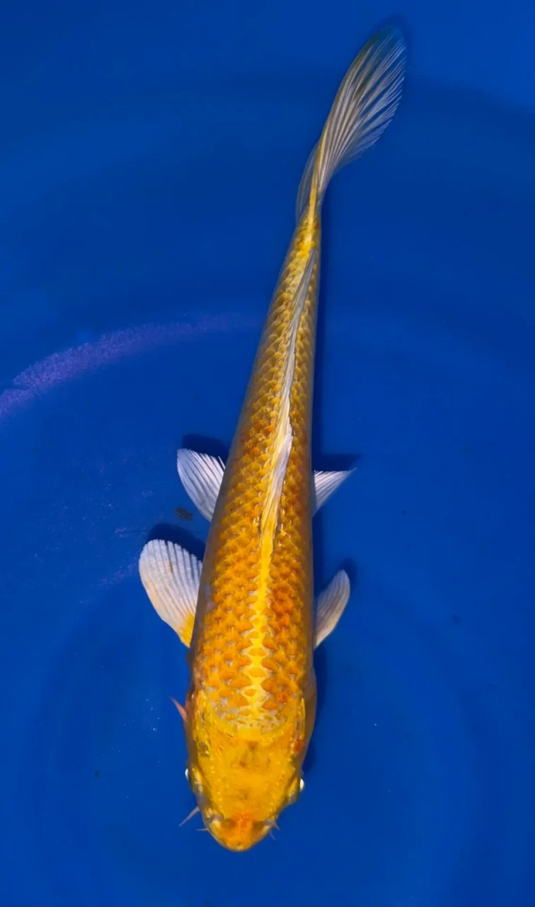 29CM Japanese Imported - Yamabuki Ogon - Marusei - A6 - 13