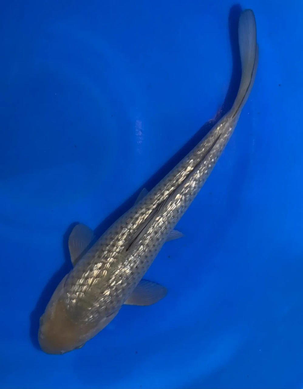 34CM Japanese Imported - Ginrin Chagoi - Marusei - A6 - 12