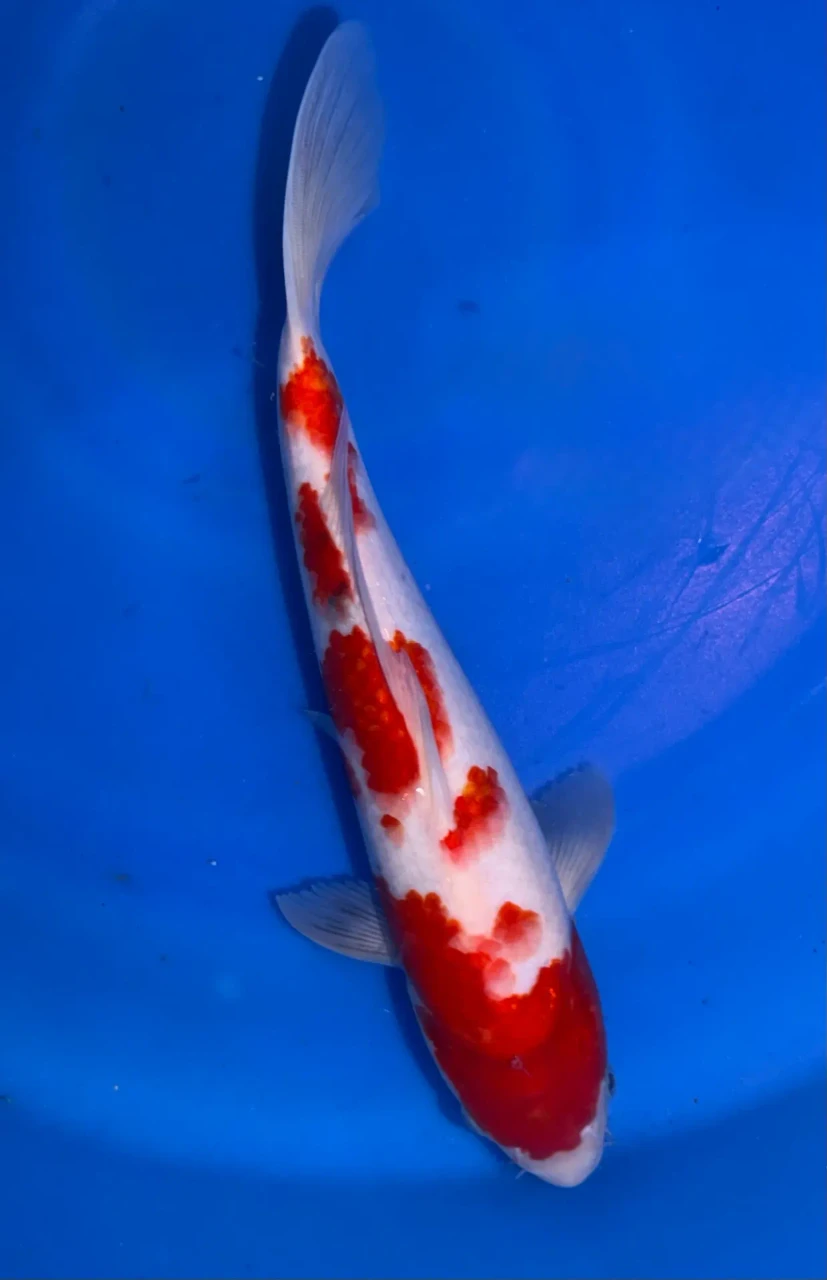 31CM Japanese Imported - Kohaku - Marusei - A6 - 9