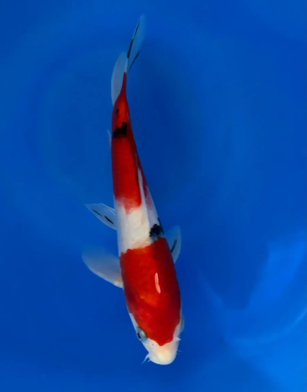 23CM Japanese Imported - Sanke - Marusei - A6 - 5