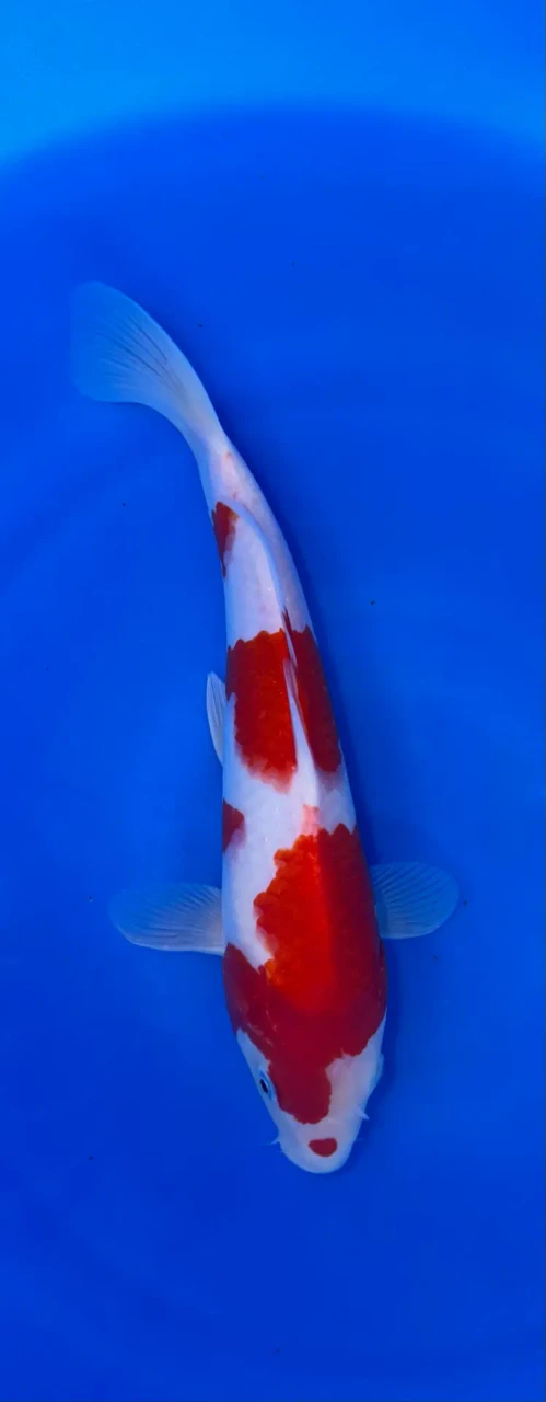 27CM Japanese Imported - Kohaku - Marusei - QT1 - 4