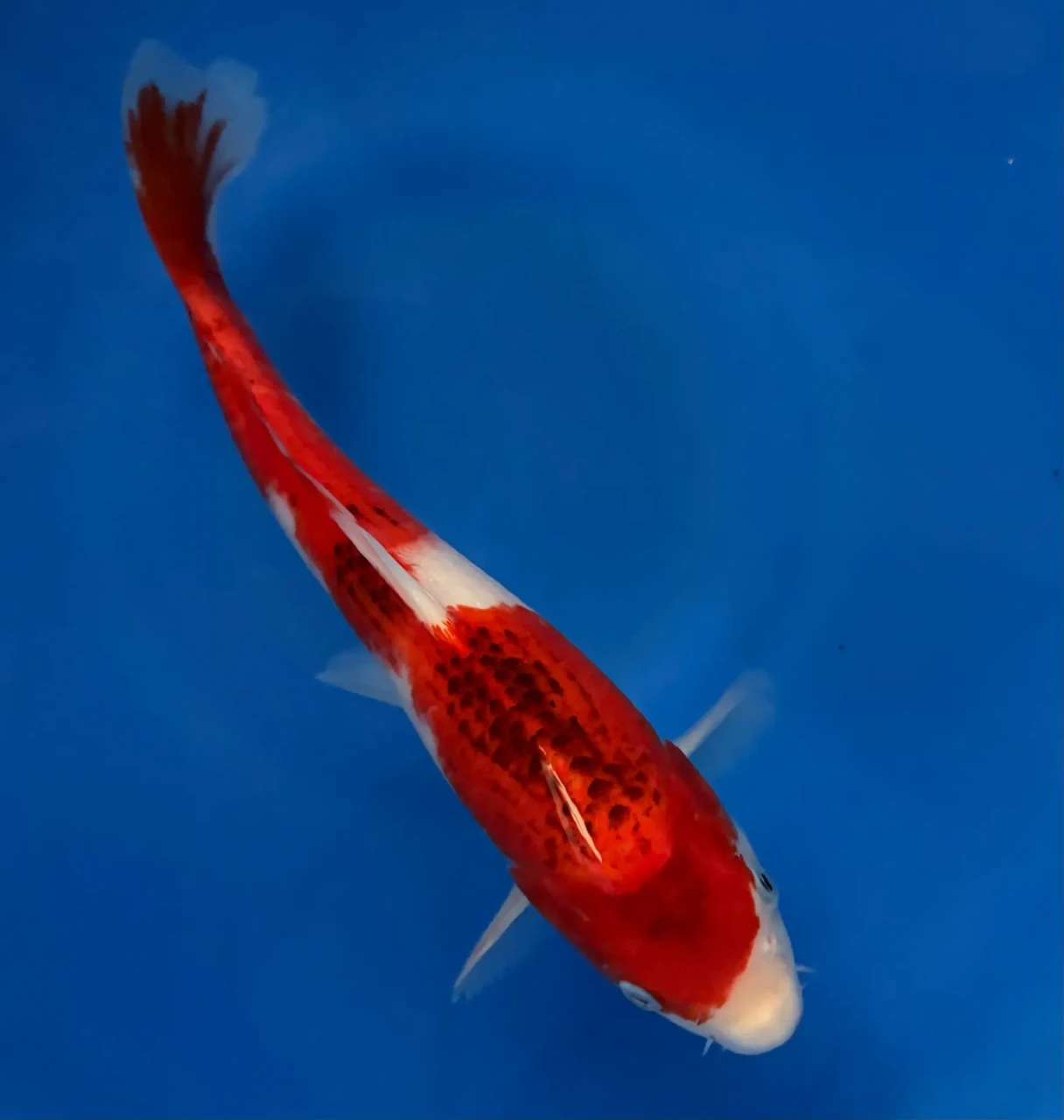 27CM Japanese Imported - Goromo - Marusei - A6 - 4