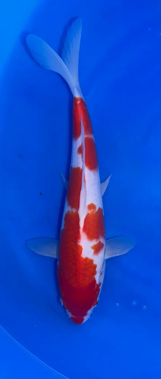 32cm Japanese Imported Kohaku - QT1-18