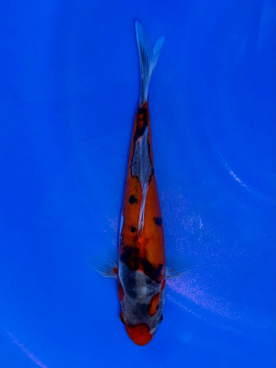 17cm Japanese Imported Doitsu Goshiki - QT9-119
