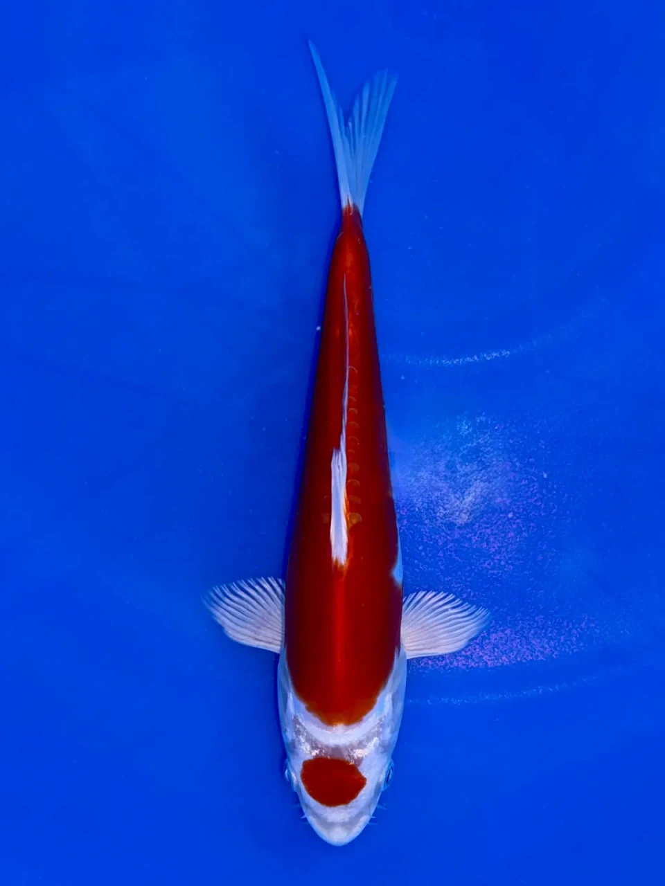 18cm Japanese Imported Kikusui - QT9-116