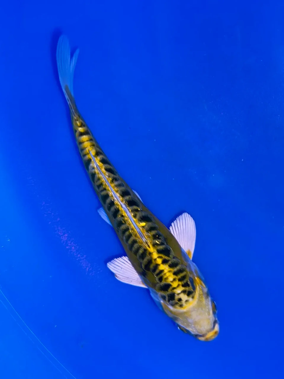 17cm Aragoke Yellow Dragon - QT9-111
