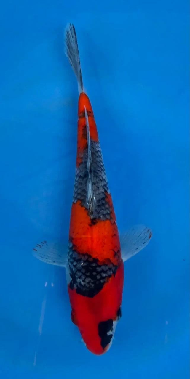 16cm Japanese Imported Goshiki - QT7-100