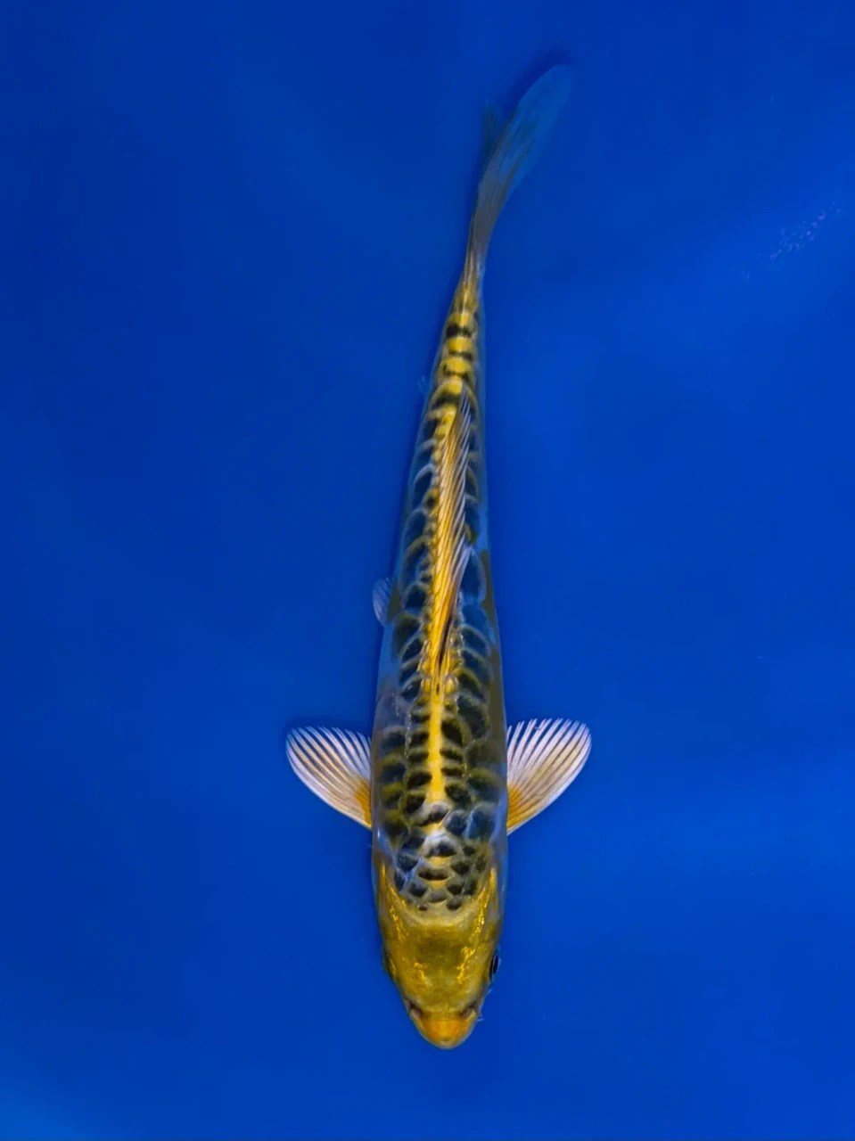 17cm Japanese Imported Aragoke Yellow Dragon - Aokiya - QT9 - 107