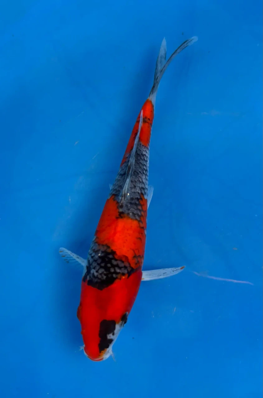17cm Japanese Imported Goshiki - QT7-98