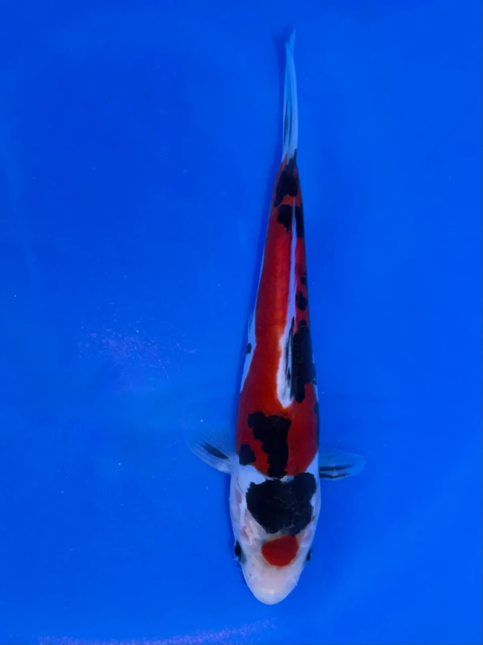 17cm Japanese Imported Doitsu Showa - Aokiya - QT9 - 104